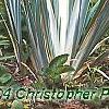 Iris pallida 'Variegata', habit