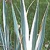 Iris pallida 'Variegata', habit