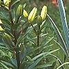 Iris pallida 'Variegata', habit