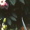 Iris pallida 'Variegata', habit