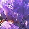 Iris pallida 'Variegata', flowers