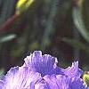 Iris pallida 'Variegata', flowers