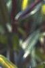 Iris pallida 'Variegata', flowers