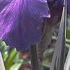 Iris pallida 'Variegata', flowers