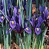 Iris reticulata, habit