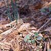 Iris reticulata, habit