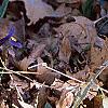 Iris reticulata, habit