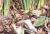 Iris reticulata, habit