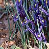 Iris reticulata, habit