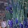 Iris reticulata, habit