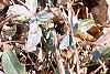 Iris reticulata, habit