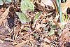 Iris reticulata, habit
