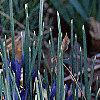 Iris reticulata, habit