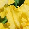 Iris 'Sun Doll', habit