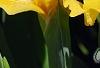 Iris 'Sun Doll', habit