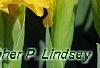 Iris 'Sun Doll', habit