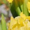 Iris 'Sun Doll', habit