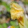 Iris 'Sun Doll', habit