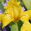 Iris 'Sun Doll', habit
