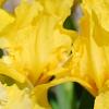 Iris 'Sun Doll', habit