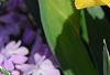 Iris 'Sun Doll', habit