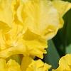 Iris 'Sun Doll', habit