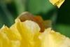 Iris 'Sun Doll', flowers