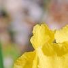 Iris 'Sun Doll', flowers