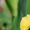 Iris 'Sun Doll', flowers