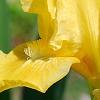 Iris 'Sun Doll', flowers
