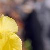Iris 'Sun Doll', flowers