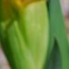 Iris 'Sun Doll', flowers