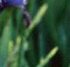Iris sibirica, flowers