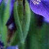 Iris sibirica, flowers