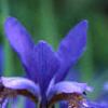 Iris sibirica, flowers