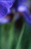 Iris sibirica, flowers