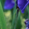 Iris sibirica, flowers