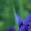 Iris sibirica, flowers