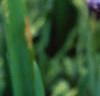 Iris sibirica, flowers