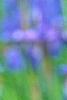 Iris sibirica 'Caesar's Brother', flowers