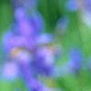 Iris sibirica 'Caesar's Brother', flowers