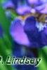 Iris sibirica 'Caesar's Brother', flowers