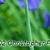 Iris sibirica 'Caesar's Brother', flowers