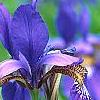 Iris sibirica 'Caesar's Brother', flowers