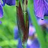 Iris sibirica 'Caesar's Brother', flowers