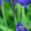 Iris sibirica 'Caesar's Brother', flowers
