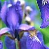 Iris sibirica 'Caesar's Brother', flowers