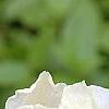 Iris 'Serenity Prayer', flowers