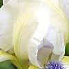 Iris 'Serenity Prayer', flowers
