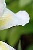 Iris 'Serenity Prayer', flowers